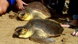 Vendeva sul web tartarughe di specie protetta: denunciato