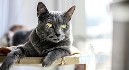 La guerra sempre pi&ugrave; folle: i gatti russi esclusi dai concorsi internazionali