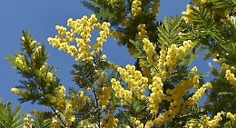 Festa della Donna, perché il simbolo è la la mimosa?