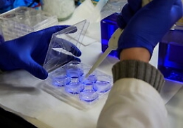 Covid, variante Omicron si moltiplica: in Italia c'è già la terza versione