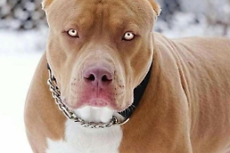 Melilli, attaccata da un pitbull mentre passeggia: grave una ragazza di 26 anni