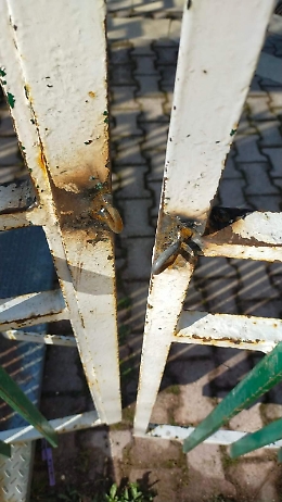 Vandali in azione alla"Città dei bimbi"