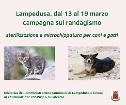 Randagismo, al via microchippatura e sterilizzazione di cani e gatti