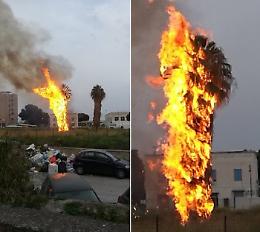 Fuoco a palme e a cataste in legno per le vampe di San Giuseppe
