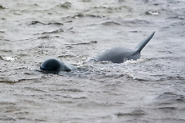 Strage di balene in Nuova Zelanda: 31 muoiono spiaggiate