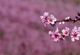 Equinozio di primavera, ecco perché è caduto il 20 marzo e non il 21