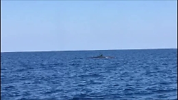 A Lampedusa lo spettacolo delle balene