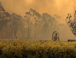 Citt&agrave; sempre pi&ugrave; calde, aumentano i boschi urbani