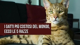 Se dire gatto &egrave; dire "gioiello", ecco quali sono i felini pi&ugrave; cari