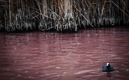 Campi Flegrei, prima i terremoti, poi lago che diventa rosso