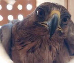 L'aquila Edna entra in un pollaio e non riesce a uscire