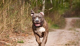 "Daspo" per un cane troppo aggressivo: il sindaco ordina di portarlo in un canile
