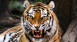 Tigre fugge dal circo e azzanna, uccidendolo, un pony