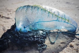 La Caravella Portoghese è sempre stata presente nel Mar Mediterraneo