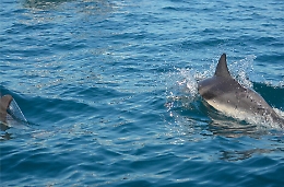 La rotta dei cetacei tra Catania e Acitrezza