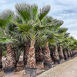 Coltivava una specie di palma esotica vietata: denunciato dalla Forestale