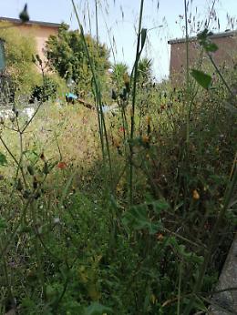 Piano Tavola - Belpasso, erba alta e parchi inagibili