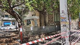 Catania: alberi secolari rischiano di essere abbattuti