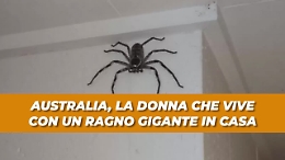 La ragazza che vive con un ragno gigante nel salotto
