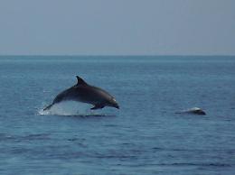 Putin schiera anche i delfini "soldato" per difendere flotta russa