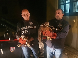 Deteneva a casa due aquile del Bonelli: denunciato un empedoclino