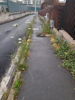 Catania: erbacce e spine all'ingresso della scuola