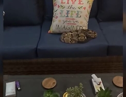 Torna a casa e trova un serpente a sonagli sul divano