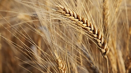 Grani antichi di Sicilia, 25 varietà studiate e certificate