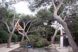 Il vento sferza la Sicilia: roghi e alberi caduti nel Palermitano, Eolie isolate