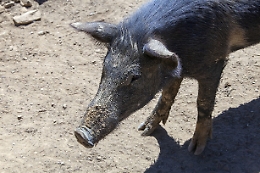 Peste suina:ordinanza Regione Lazio dispone 'zona infetta'