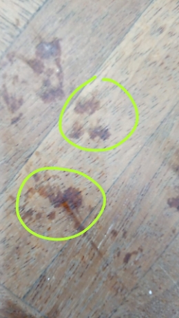 Catania: centro storico invaso da ratti