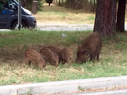 Peste suina: Regione, a Roma casi positivi saliti a sei