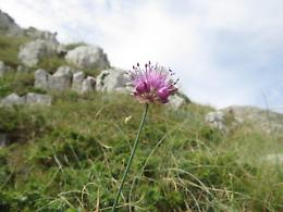 Biodiversità: Pievani, Italia Paese più ricco d'Europa