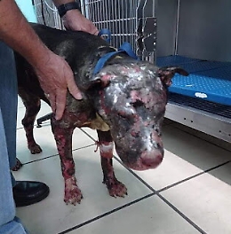 Cane bruciato nel Messinese: taglia di 5mila euro sul colpevole