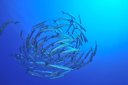 Un tuffo dove l'acqua è più blu, Ustica prima nella top ten delle immersioni più belle