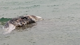 Scoglitti (Rg), balenottera incinta trovata morta sulla spiaggia