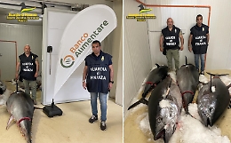 Catania, sette tonni rossi (per 1,5 tonnellate) destinati al mercato clandestino sequestrati dalla Gdf