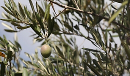 Olivicoltura: in Fvg annata 2021 forte calo, 2022 sarà ok