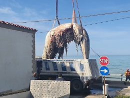 Scoglitti (Rg): recuperata la carcassa del capodoglio