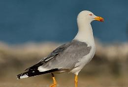 Gabbiano sulla battigia preso a calci: volontaria della LAV lo salva