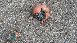 Era il "cane di tutti”, ucciso con un boccone avvelenato: denunciato 75enne, forse è un “serial killer” di animali