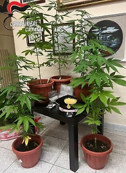 Pollice verde da “cannabis” a Pedara: denunciato un 32enne