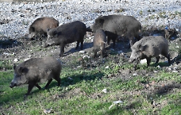 Peste suina: piano selezione Lazio, 400 capi in 30 giorni