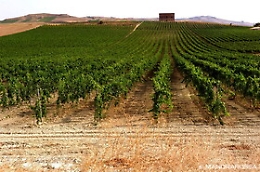 Mandrarossa conquista Decanter World Wine Award