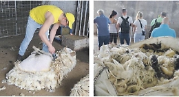 Un giorno a San Teodoro da tosatori di pecore 