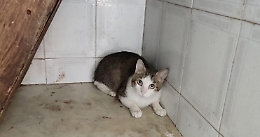 Gatti in stato di abbandono in casa a Catania: 5 salvati e 5 trovati morti