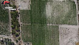 Mega piantagione di marijuana scoperta nel Nisseno: 11 arresti