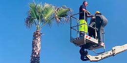 Si sistemano le palme ubicate nella zona del porto nuovo