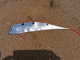 Pesce nastro trovato spiaggiato a Selinunte