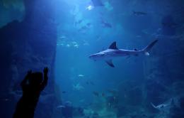 Egitto: squalo uccide due donne nel Mar Rosso